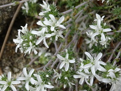 Arenaria querioides