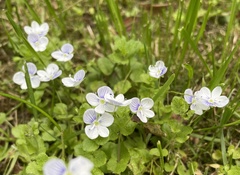 Veronica filiformis