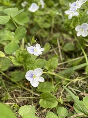 Veronica filiformis