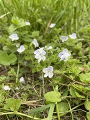Veronica filiformis