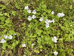 Veronica filiformis