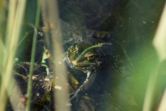Pelophylax ridibundus