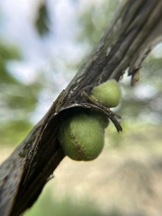 Callirhytis quercusventricosa