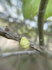 Callirhytis quercusventricosa