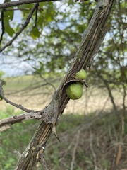 Callirhytis quercusventricosa