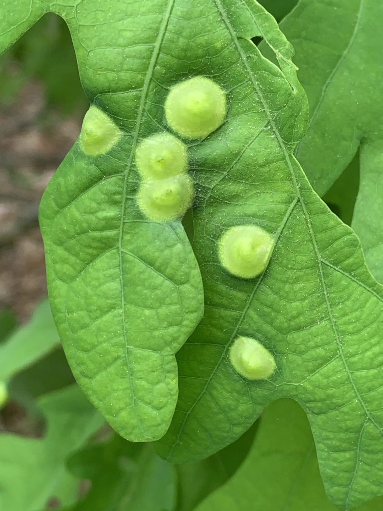 Oak Wart Gall Wasp