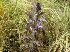 Phelipanche schultzii