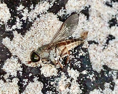 Tabanus vittiger