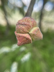 Callirhytis quercusventricosa