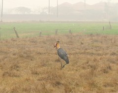 Leptoptilos javanicus