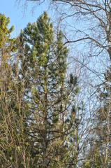 Pinus cembra