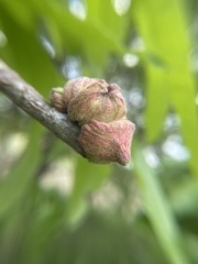 Callirhytis quercusventricosa