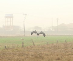 Leptoptilos javanicus
