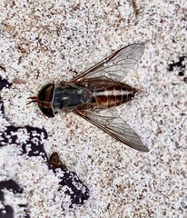 Tabanus vittiger