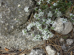 Arenaria querioides