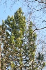Pinus cembra
