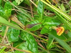 Oenothera epilobiifolia