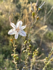 Asphodelus serotinus