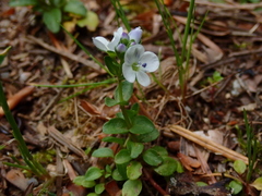 Veronica repens