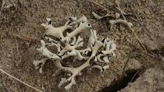 Xanthoparmelia chlorochroa