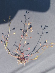 Hornungia procumbens