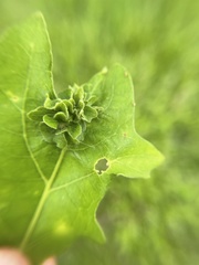 Andricus foliaformis