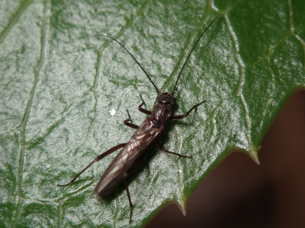 Leuctrinae