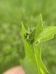 Andricus foliaformis