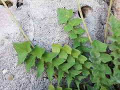 Hyoseris radiata
