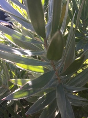 Leucadendron argenteum