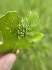 Andricus foliaformis