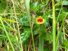 Oenothera epilobiifolia