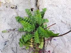 Hyoseris radiata