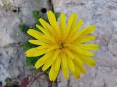 Hyoseris radiata