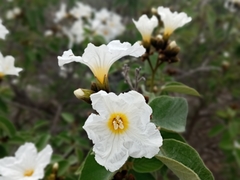 Cordia boissieri