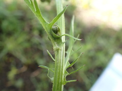 Crepis vesicaria taraxacifolia