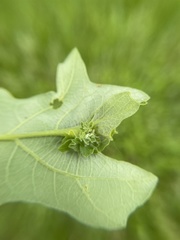 Andricus foliaformis