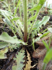 Crepis vesicaria taraxacifolia