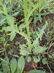 Crepis vesicaria taraxacifolia