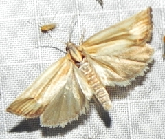 Eucosma radiatana