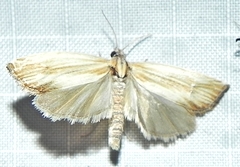 Eucosma radiatana