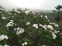 Cordia boissieri