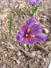 Crocus sativus