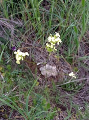 Biscutella auriculata