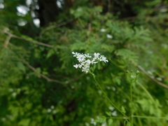Anthriscus cerefolium