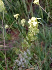 Biscutella auriculata