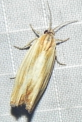 Eucosma radiatana