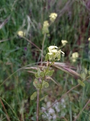 Biscutella auriculata