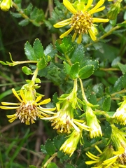 Monticalia arbutifolia
