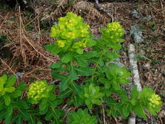 Euphorbia insularis